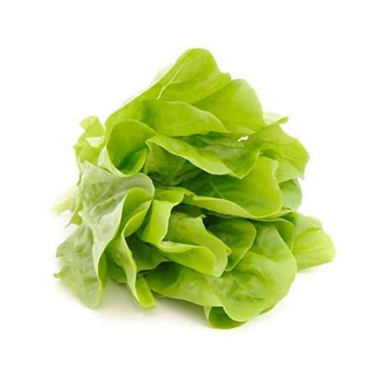 LECHUGA-HIDROP-NICA-1-10001