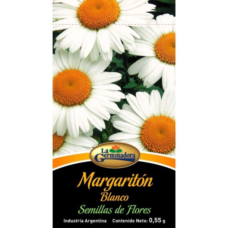CRISANTEMO-MARGARITON-BCO-1-13533