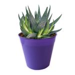 MACETA-MODELO-CLASICA-N-10-COLOR-VIOLETA-2-10935