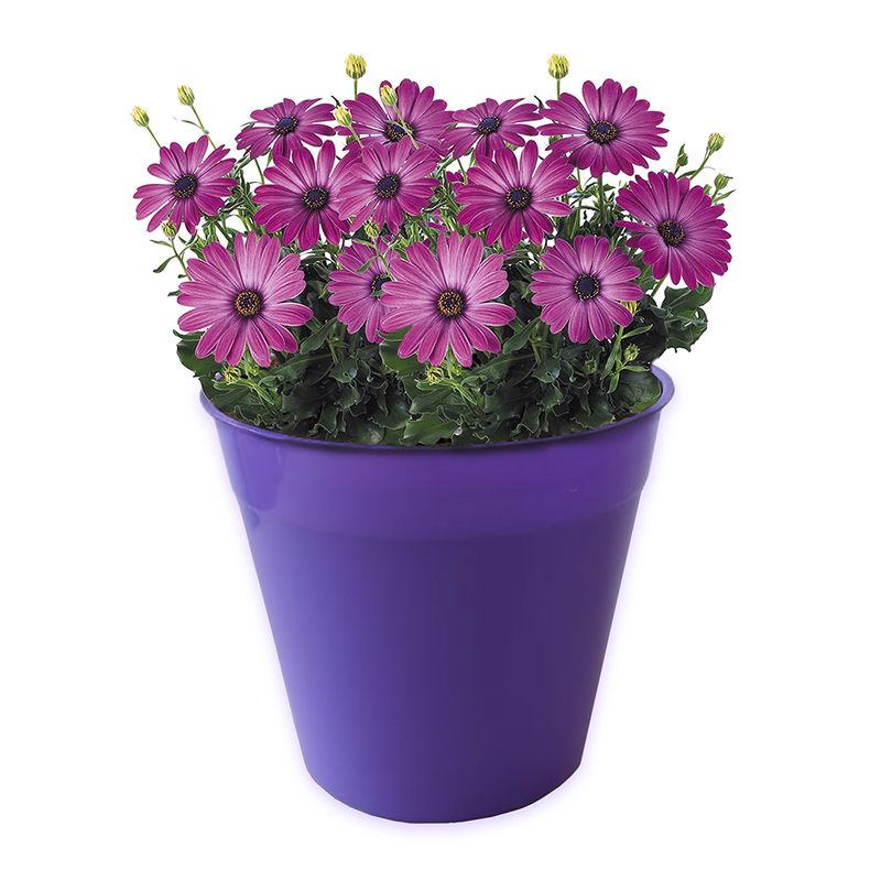 MACETA-MODELO-CLASICA-N-10-COLOR-VIOLETA-1-10935