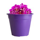 MACETA MODELO CLASICA N°16 COLOR VIOLETA