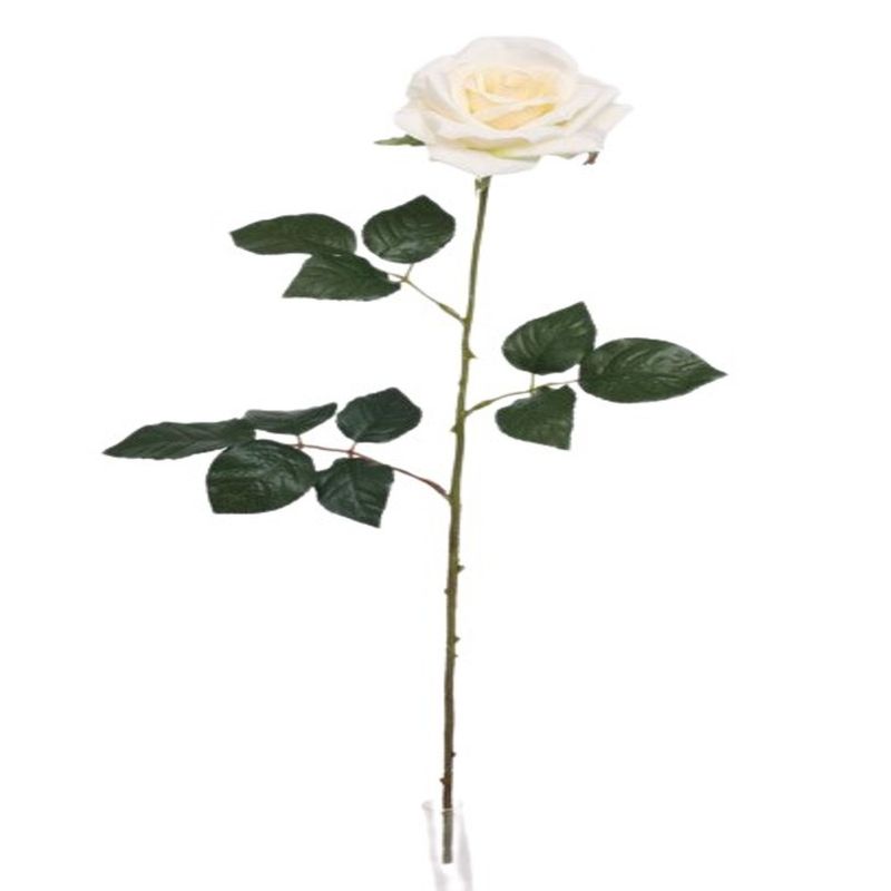 ROSA-66CM-PS016526PT-2-17101