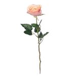 ROSA-58CM-PS016535PT-2-11200