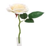 ROSA-31CM-PS016566PT-2-2005