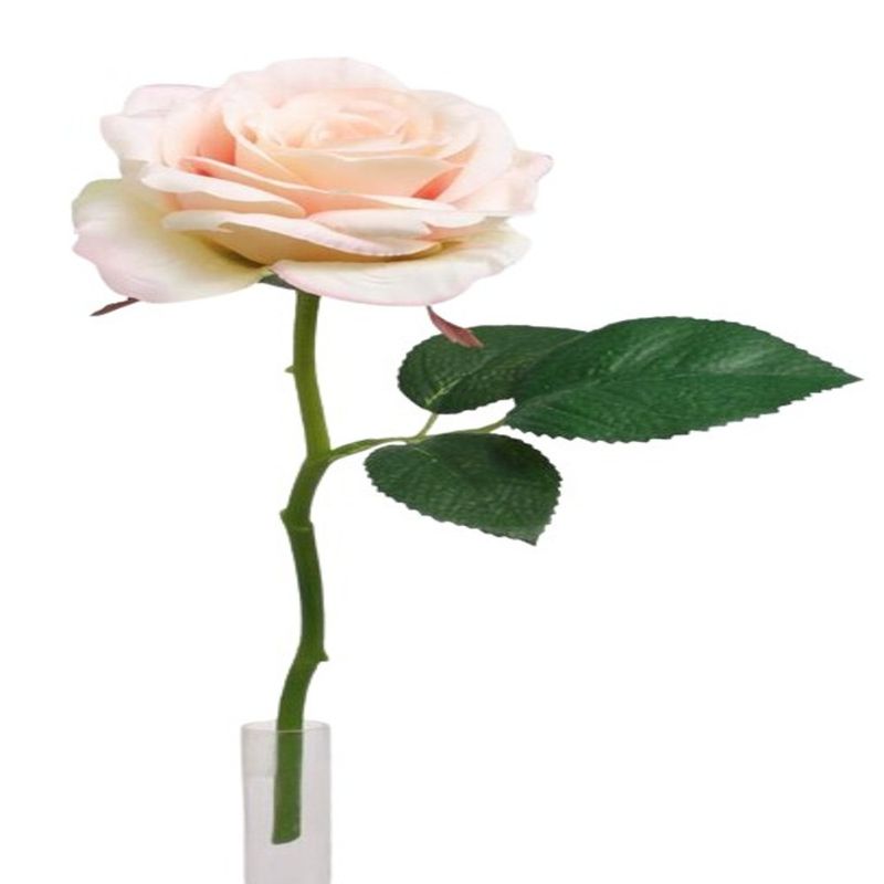 ROSA-31CM-PS016566PT-3-2005