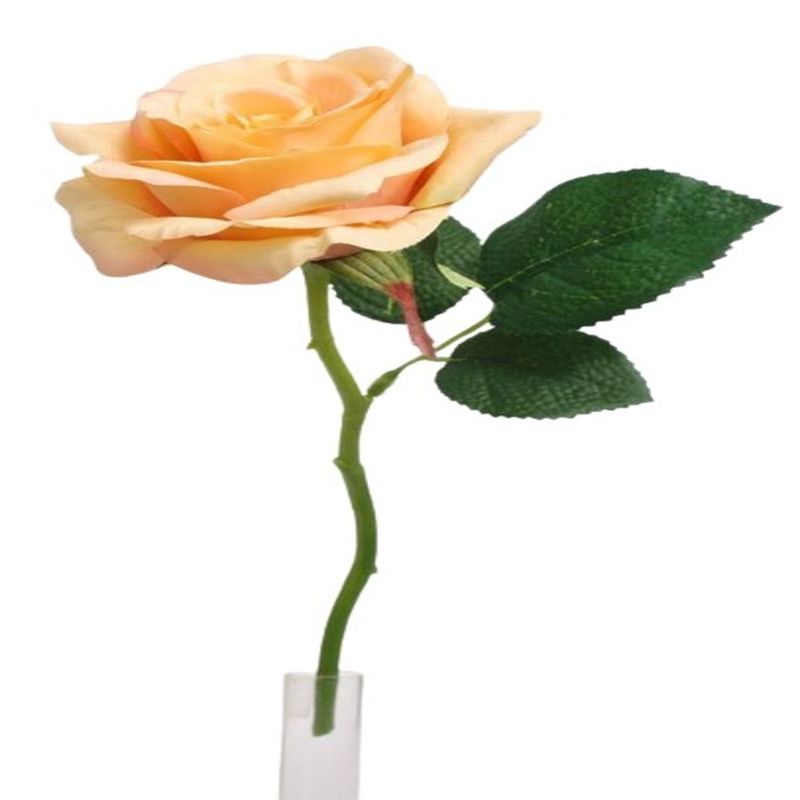 ROSA-31CM-PS016566PT-1-2005