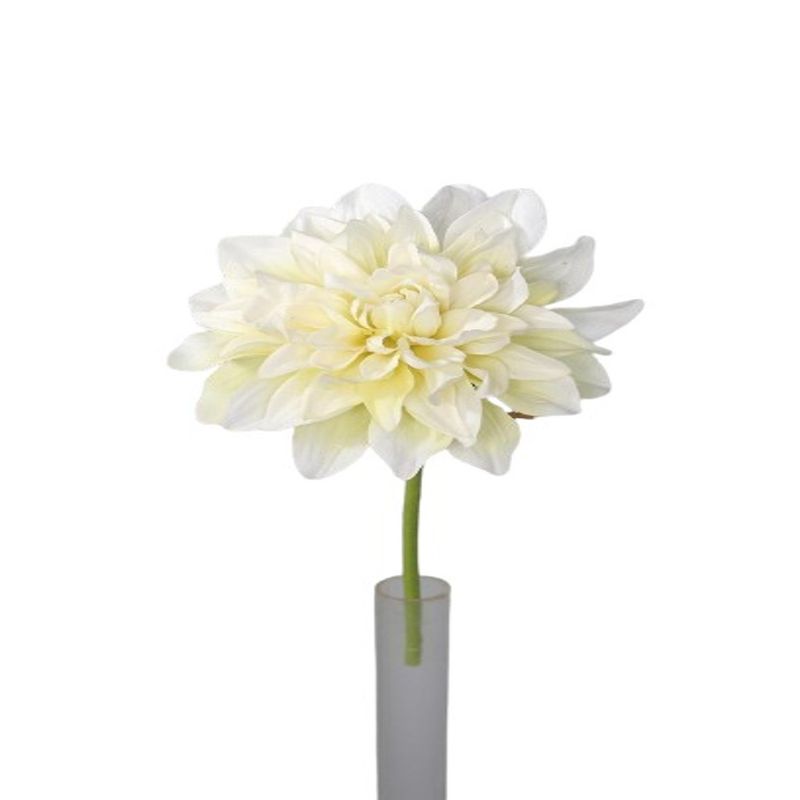 DALIA-30-CM-1-46366