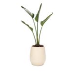 Maceta-Uovo-chico-individual-marfil-34-x-31-cm-1-49118