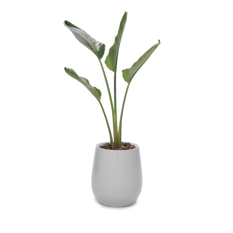 Maceta-Uovo-chico-individual-cemento-34-x-31-cm-1-48829